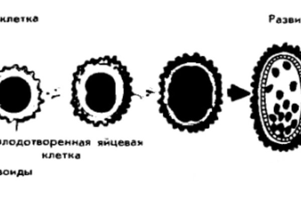 Кракен кз